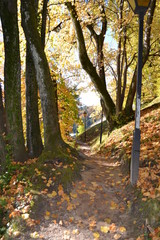 Fototapeta premium autumn