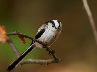 Long-tailed tit (Aegithalos caudatus)