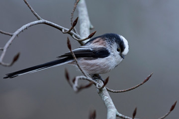 Long-tailed tit (Aegithalos caudatus) © dennisjacobsen