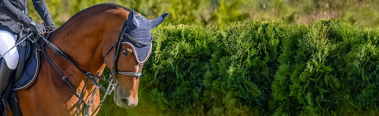 Beautiful girl on sorrel horse in jumping show, equestrian sports. Light-brown horse and girl in uniform going to jump. Horizontal web header or banner design. Copy space for your text. 
