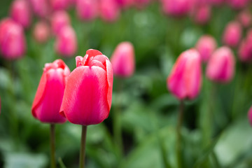 Pink tulips in field. close up of flowers