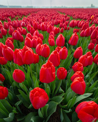 Red tulips in field. close up of flowers