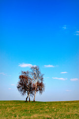 Early spring panoramic landscape of meadow with lonely birch in Warmia region of northern Poland © Art Media Factory
