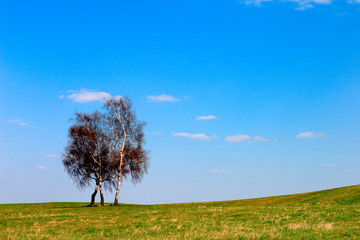 Fototapeta na wymiar Early spring panoramic landscape of meadow with lonely birch in Warmia region of northern Poland