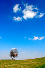 Early spring panoramic landscape of meadow with lonely birch in Warmia region of northern Poland