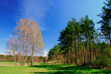 Early spring panoramic landscape of meadows and woods with birches in Warmia region of northern Poland © Art Media Factory