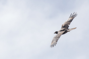 Caracara