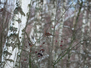 Winter forest!Birds pecking berries!