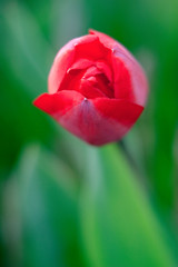 Blooming Botanical Tulip flower - Tulipa - in spring season in a botanical garden