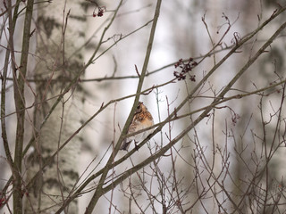 Winter forest!Birds pecking berries!