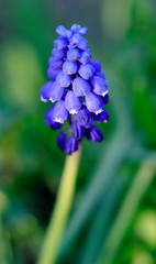 Blooming Grape hyacinth flower - Muscari botryoides - in spring season in a botanical garden