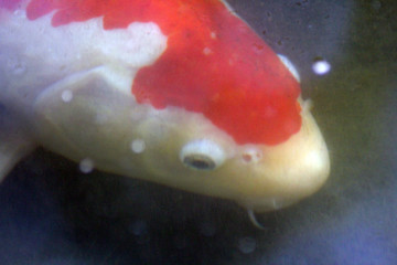 Testa di carpa bianca e rossa