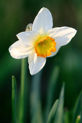 Blooming Poet’s Narcissus flower, know also as Poet’s Daffodil, Nargis, Phesant’s eye, Findern flower or Pinkster lily - Narcissus poeticus - in spring season in a botanical garden