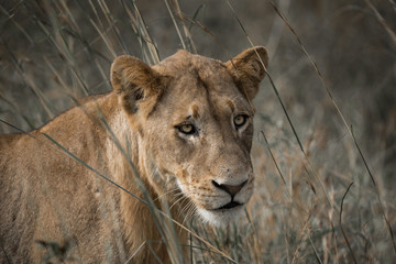 African Lion