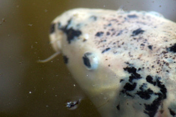Testa di carpa bianca