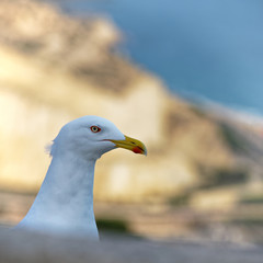 at Alicante, Alicante