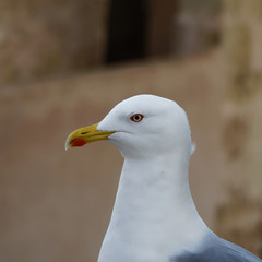 seagull on a background