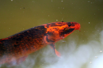Testa di carpa rossa e nera
