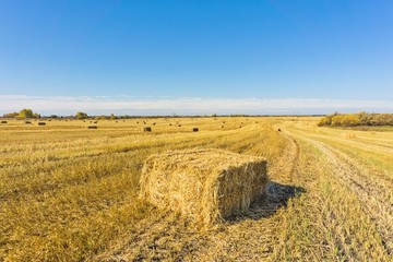 straw bales in harvested fields
