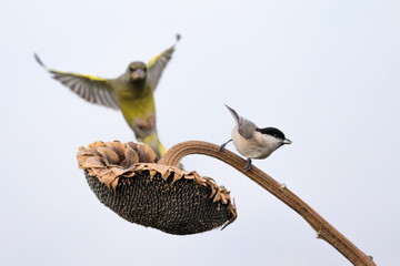Cincia bigia attaccata da un verdone comune (Porcile palustris, Chloris chloris)