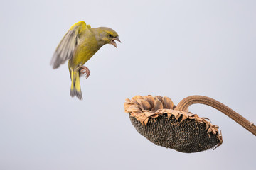 Verdone comune attera su fiore di girasole (Chloris chloris)