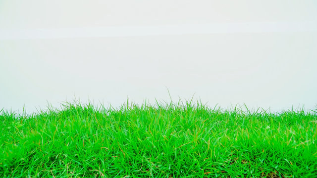 Grass isolated on white background, Background design. Leave space for adding text.