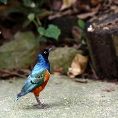 Superb Starling