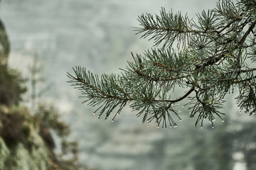 Obraz premium Deadpan dark misty rainy morning landscape with the sand rocky montains in Czech Saxon Switzerland in autumn colors