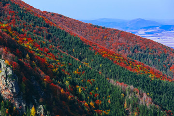 Green, yellow and red trees on a hill, colorful fall season background. Autumn forest backdrop, alpine mountains, top view.