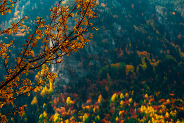 Colorful fall season background. Autumn forest backdrop, tree brunches with yellow laves in the...