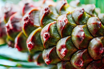 Fototapeta premium Colorful pine cone on the evergreen pine, macro view. Fir-tree, conifer, pine background.