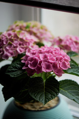A pot of pink hydrangea in the home. In winter. Flowering plant in a pot.