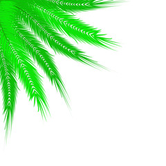 Vector image of realistic palm branches on an isolated white background