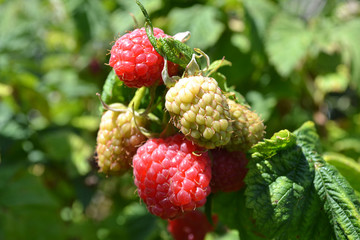 Ripening raspberry in sunny day selective focus