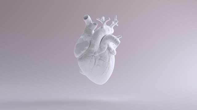 White Heart Anatomical 3d illustration 3d render