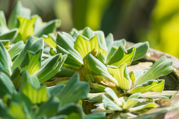 Fototapeta premium Common duckweed or waterplant in small pot