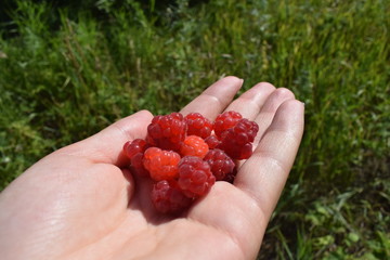 a handful of raspberries in hand  