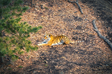 Fototapeta na wymiar Amur tiger resting in the forest in Russia