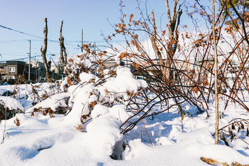 Branches is full of snow
