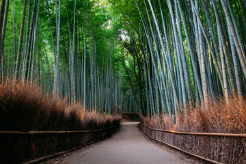 The Bamboo Forest of Arashiyama, Kyoto