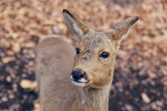 Roe deer close up portrait in the forest in spring season