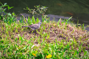 Small bird near the pond in botanical garden on Oahu island, Hawaii.