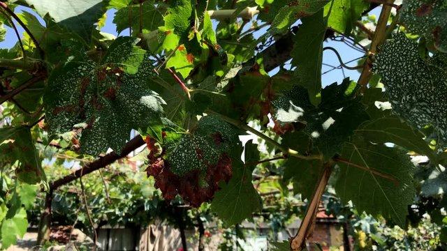 Downy mildew on grape leaves.