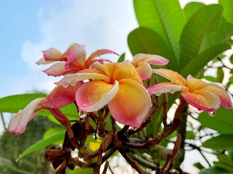Most Beautiful Plumeria Flowers, Plumeria Flowers in Mixed Colors,After  the rain