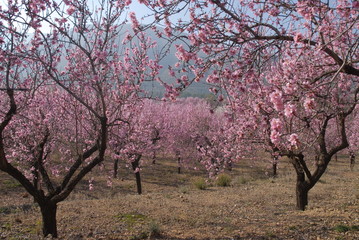 Fototapeta premium Almond trees covered in pink blossom, Jalon Valley, Alicante Province, Spain.