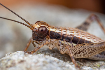 Face portrait of a striped true cricket (gryllidae) foraging on a rainforest floor in Queensland, Australia