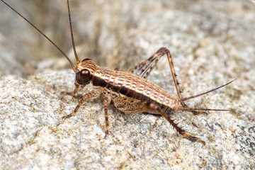Striped true cricket (gryllidae) foraging on a rainforest floor in Queensland, Australia