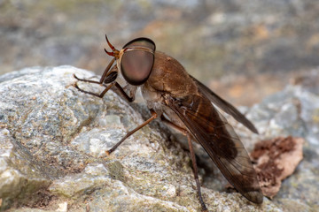Brown Australian march fly (Tabanidae) in queensland