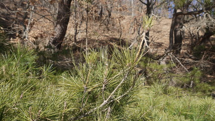 사철나무 소나무