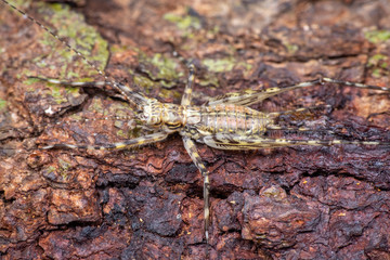 Young juvenile spiny katydid camouflaged against tree in the rainforest of tropical north Queensland, Australia
